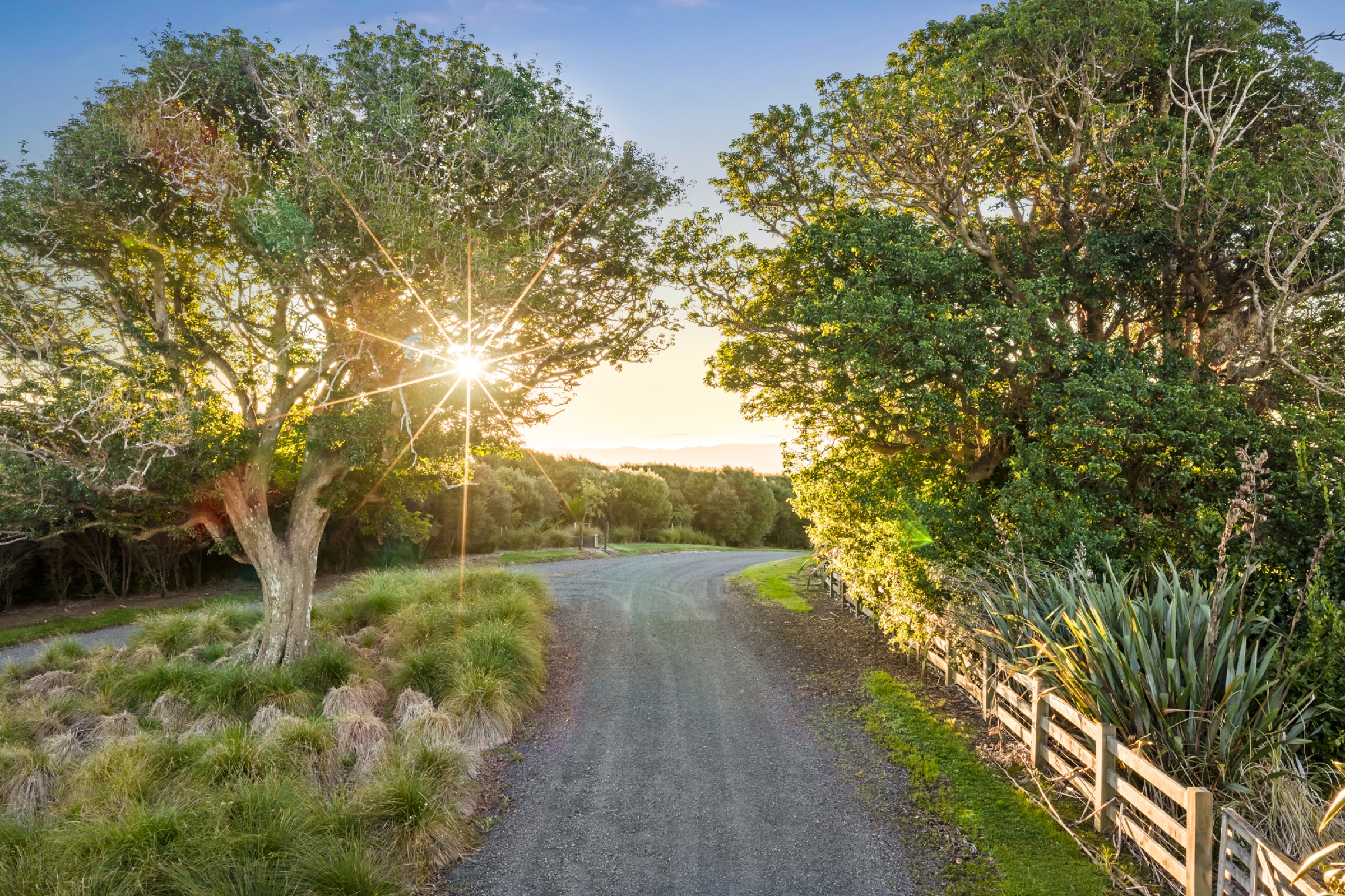 The gravel drive into Bluestone Encampment at first light, the sun through a pōhutukawa, tussock and flax along the post-and-rail fence, and the hills beyond.
