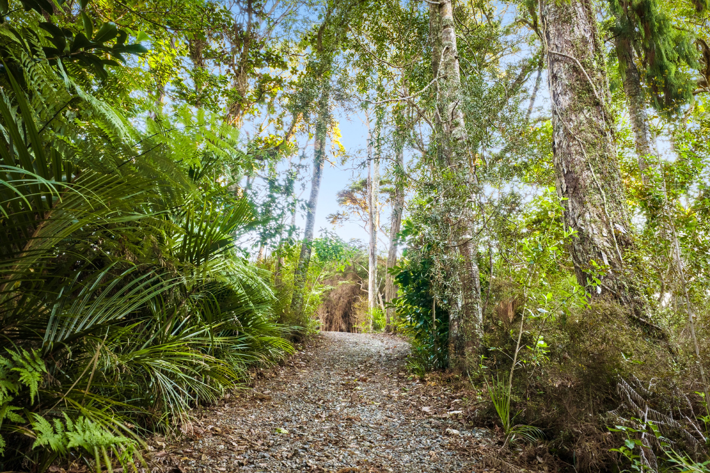 A gravel track through native bush at Bluestone Estate, nīkau palms and ferns on one side, kānuka and tall trees on the other, sunlight through the canopy.