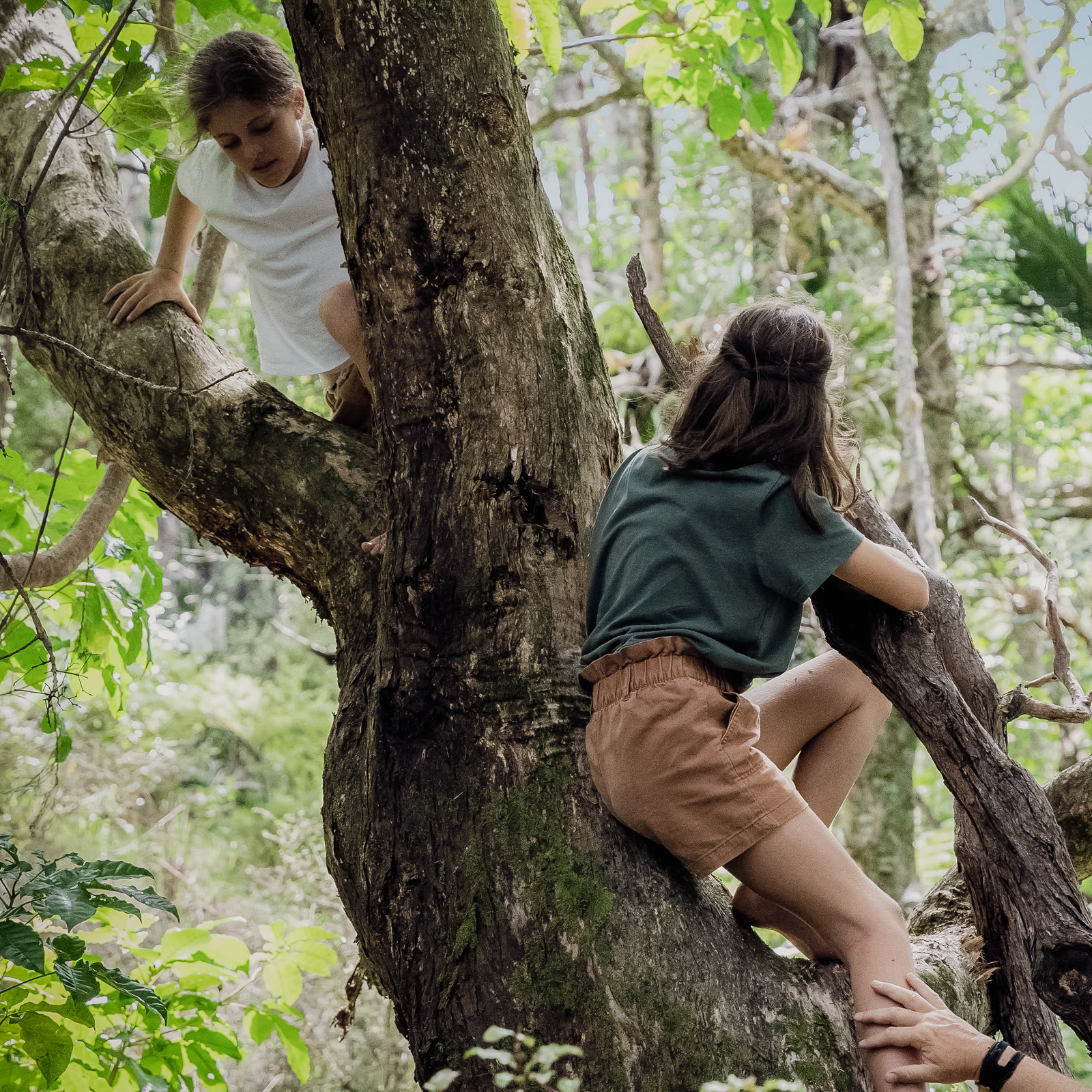 Two children climbing a gnarled old tree in the native bush at Bluestone Estate, one higher in the branches and one pulling herself up the trunk, an adult's hand steadying her from below.