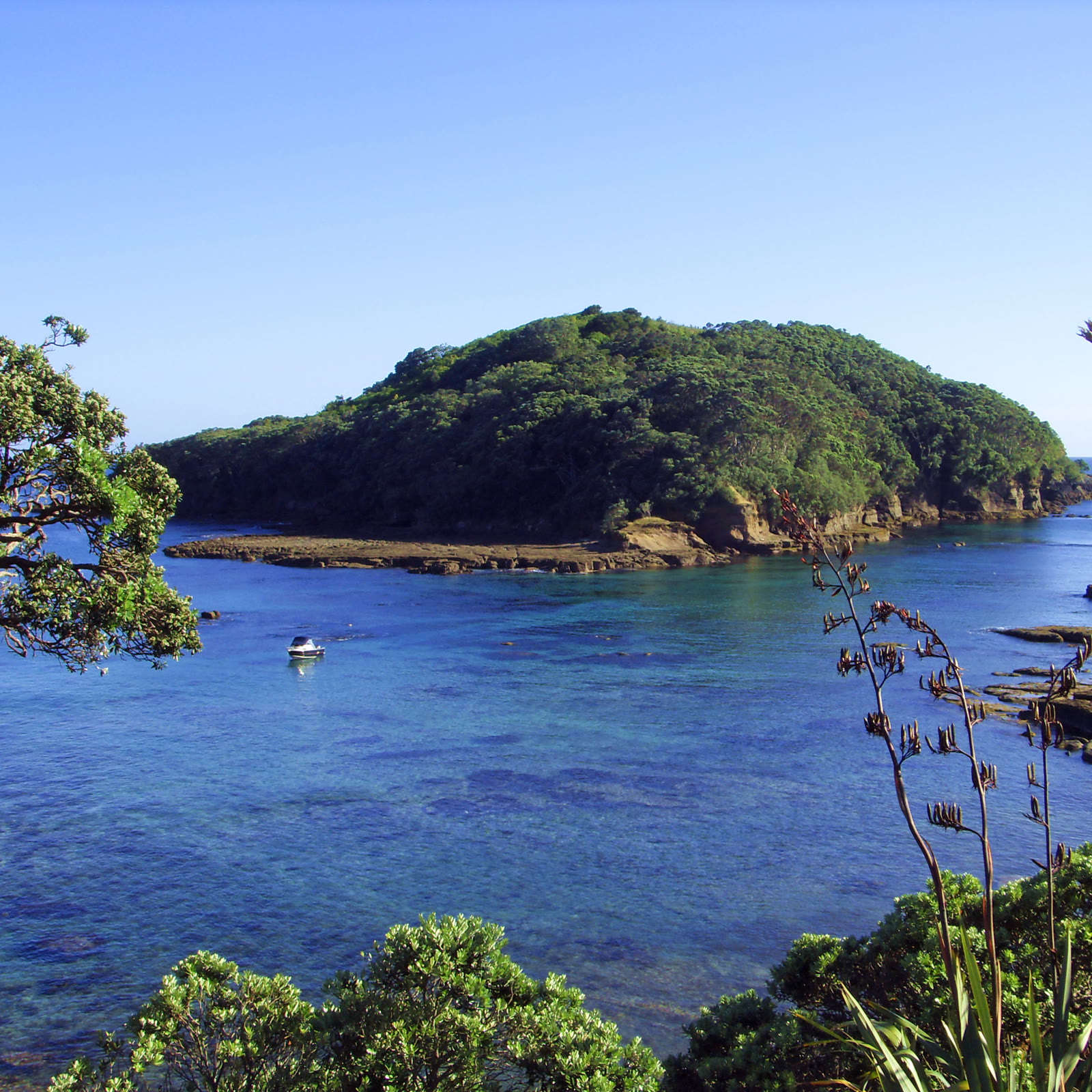 Goat Island Marine Reserve at Leigh: the bush-covered island across clear blue water, a glass-bottom boat at anchor, pōhutukawa and flax in the foreground.