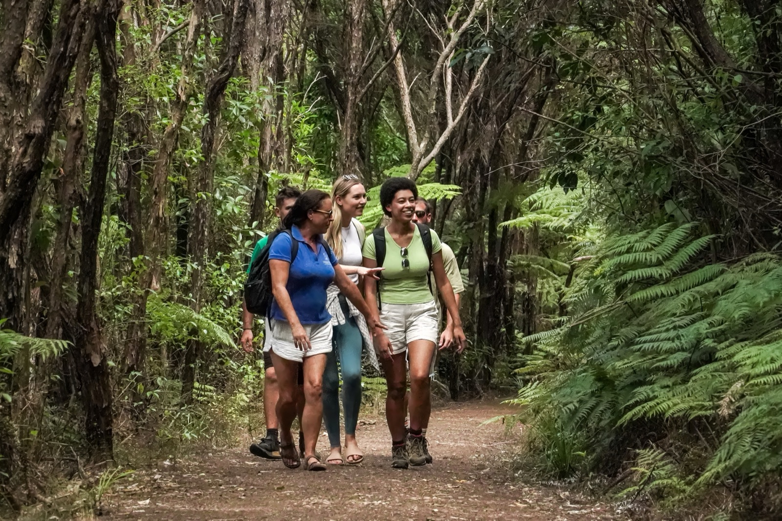 Four guests walking a bush track between tree ferns and tall trunks on a Terra and Tide walk at Brick Bay.